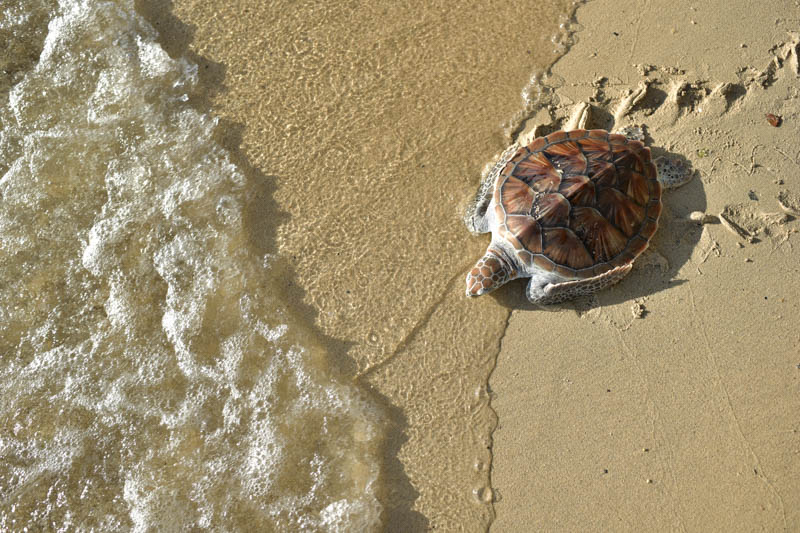 Sea Turtle Conservation